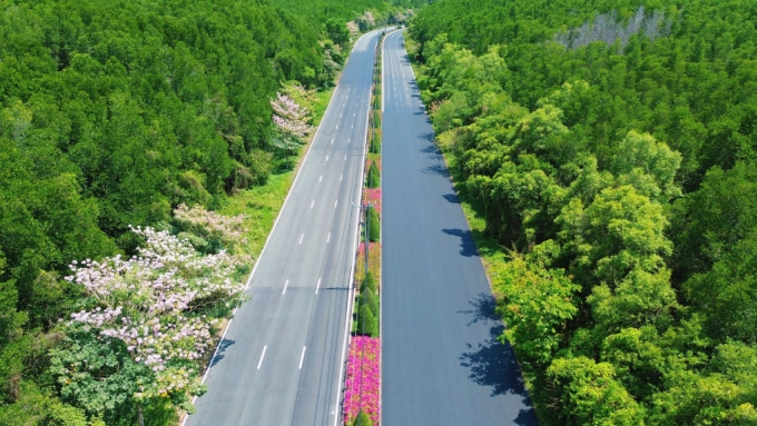 Hoa kèn hồng, hoa giấy bung nở trên đường Rừng Sác tháng 3 vừa qua. Ảnh: Kha Thiên Lộc