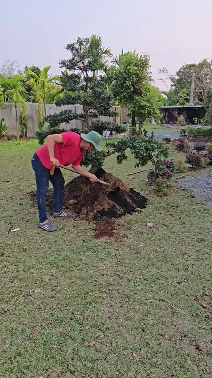 Tạ Minh Tâm trồng cây