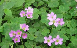 Sản vật tiến vua có giá vài triệu đồng/kg được dân địa phương gọi là "vị thần" của các món nước- Ảnh 8.