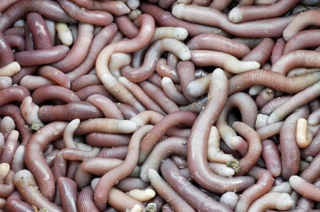 Sản vật tiến vua có giá vài triệu đồng/kg được dân địa phương gọi là "vị thần" của các món nước- Ảnh 1.