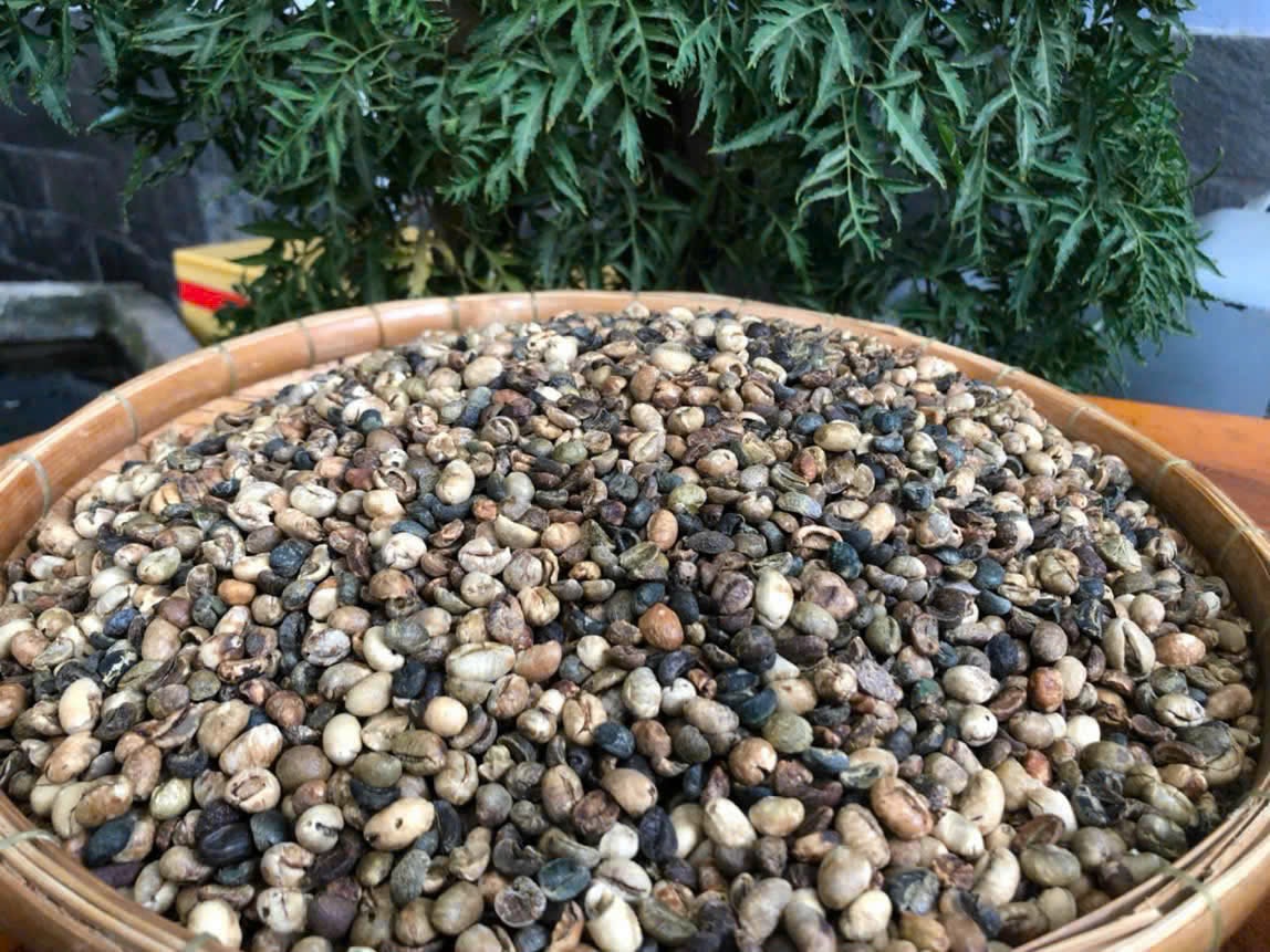 Tối nay, trao giải cuộc thi "Cảm tưởng về cà phê - trà Việt" năm 2026 - Ảnh 3.