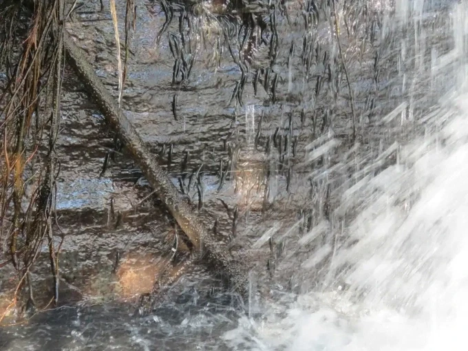 Kích thước nhỏ bé của loài cá đối đầu trực tiếp với trọng lực và dòng nước xiết. Ảnh: ZME Science