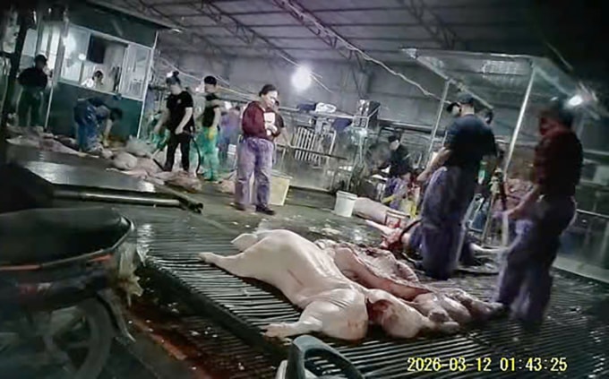 Cảnh giết mổ lợn trong khu Vạn Phúc được trinh sát ghi lại. Ảnh: Công an cung cấp