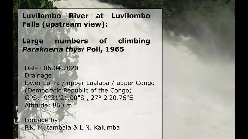 Loài cá 'leo bộ' suốt 10 tiếng để vượt thác cao 15 mét ở Congo