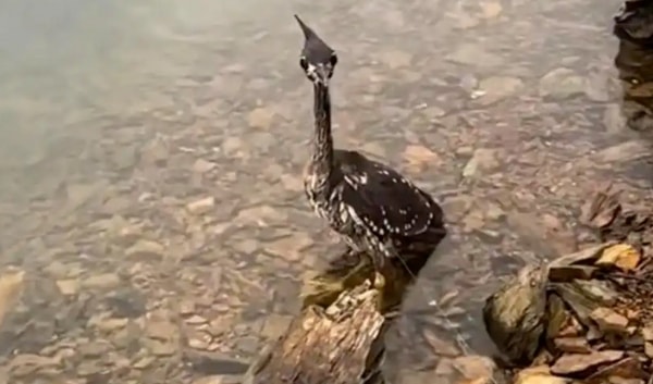 Giải cứu chim lạ mắc lưới, người đàn ông sốc nặng khi biết độ quý hiếm - Ảnh 1.