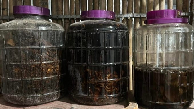 Mọi người không nên tự ý ngâm rượu, tránh nguy cơ ngộ độc, tổn thương đa cơ quan. Ảnh: Thu Hiền