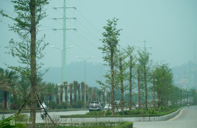 Bàng Đài Loan được trồng đại trà trên nhiều tuyến đường ở phường Hạc Thành. Ảnh: Lê Hoàng