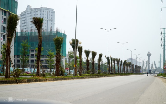 Ngoài trồng chủ đạo bàng Đài Loan, cây chà là cũng được chính quyền phường Hạc Thành khuyến kích doanh nghiệp trồng trên một số trục đường ngắn khác như Nguyễn Chí Thanh, Lạc Long Quân... Ảnh: Lê Hoàng