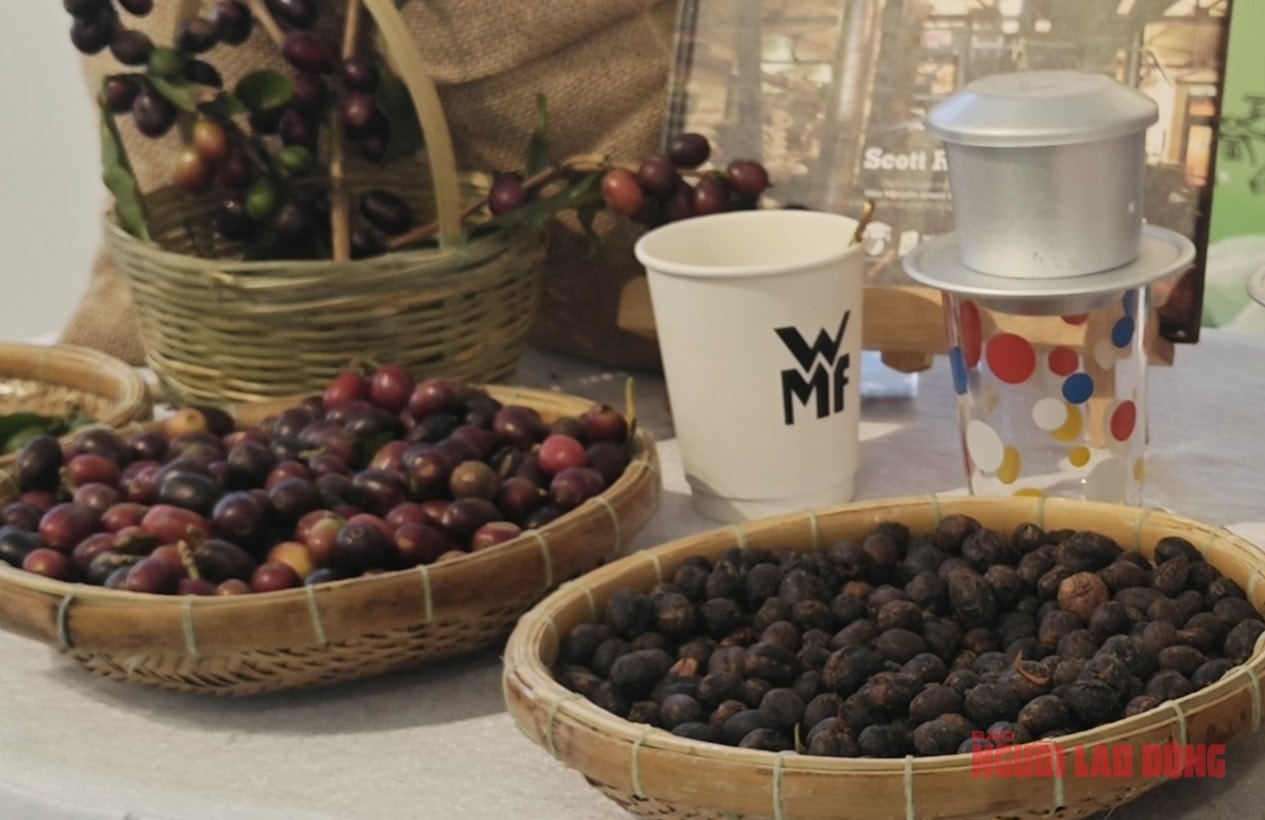 Giá cà phê hôm nay 7-4: Arabica nhích lên, 20% vùng trồng có nguy cơ không phù hợp - Ảnh 1.