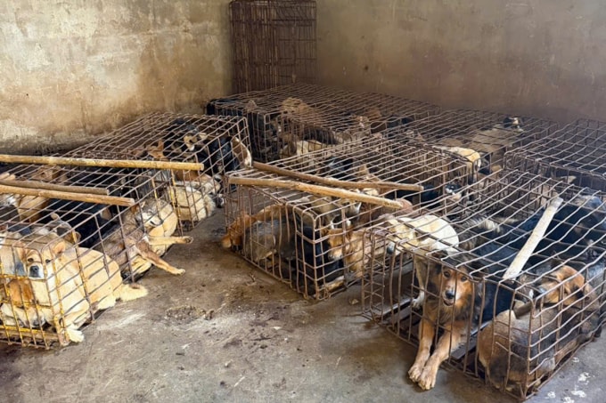 Cảnh sát phát hiện chó trộm tập kết tại nhà Phạm Tuấn Giang. Ảnh: Ngọc Oanh