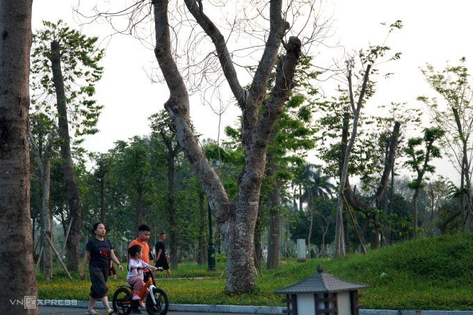 Một cây xà cừ đường kính 60-70 cm chết khô tại công viên Hội An. Ảnh: Lê Hoàng