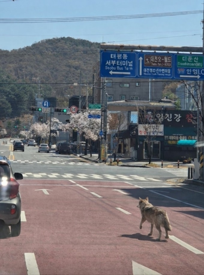 Sói sổng chuồng lang thang ở giao lộ Daejeon, Hàn Quốc. Ảnh: Yonhap