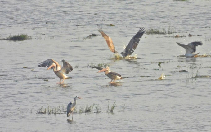 Đàn bồ nông chân xám bơi lội, kiếm ăn tại Vườn quốc gia Tràm Chim. Ảnh: Hồ Phú Quý