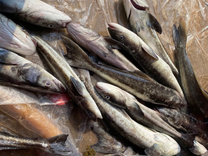 Cá bớp chết hàng loạt được thu gom đem bỏ. Ảnh: Phạm Châu