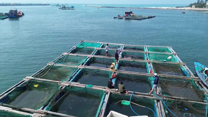 Người dân Lý Sơn vớt số cá còn sống để bán tháo. Ảnh: Phạm Châu