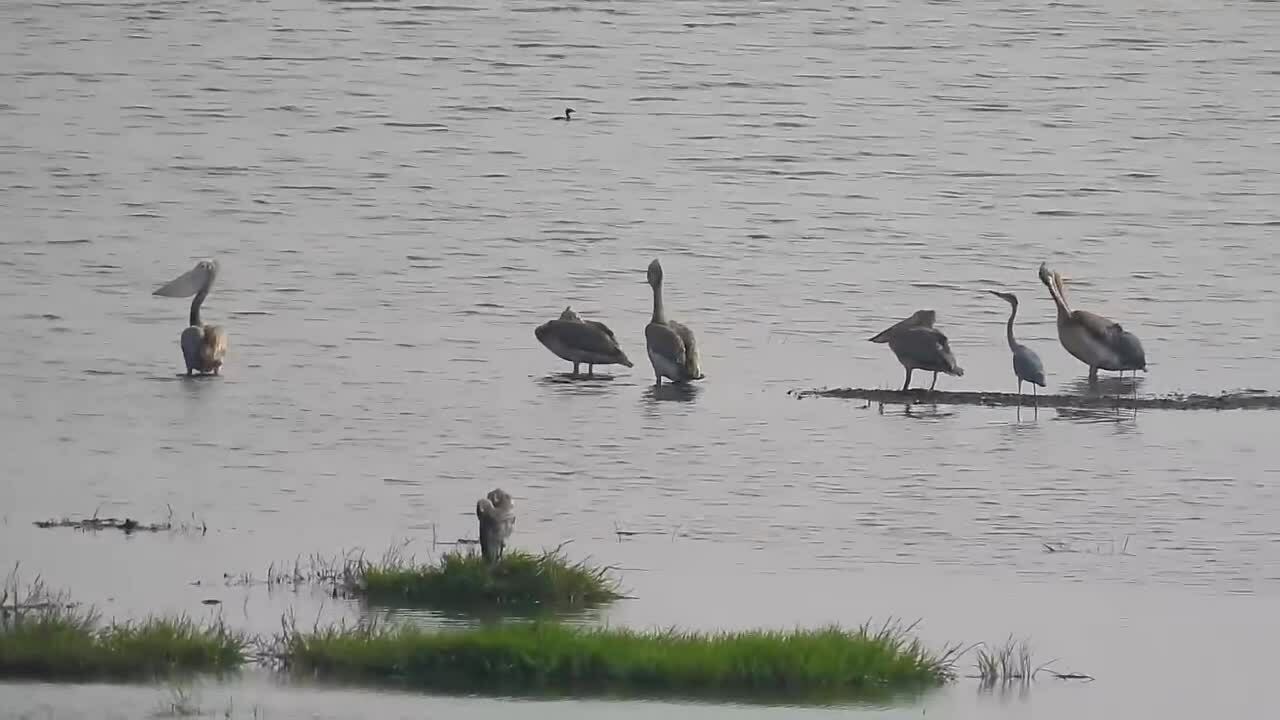 Đàn bồ nông chân xám quý hiếm về Vườn quốc gia Tràm Chim