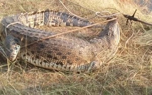 Loại cá được Mỹ đánh tốt ngang cá hồi, hóa ra ở Việt Nam mâm cơm nhà nào cũng có - Ảnh 4.