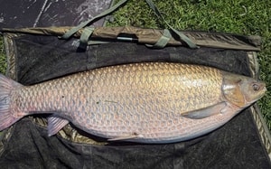 Loại cá được Mỹ đánh tốt ngang cá hồi, hóa ra ở Việt Nam mâm cơm nhà nào cũng có - Ảnh 5.