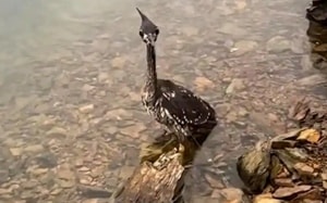 Ô tao lao như "tên bắn", người dân chạy đến cụ bà khỏi xe lật trước khi phương tiện bốc cháy, cái kết khiến ai cũng thở phào - Ảnh 3.