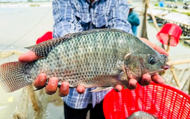 Loại cá được Mỹ đánh tốt ngang cá hồi, Việt Nam mâm cơm nhà nào cũng có - Ảnh 1.