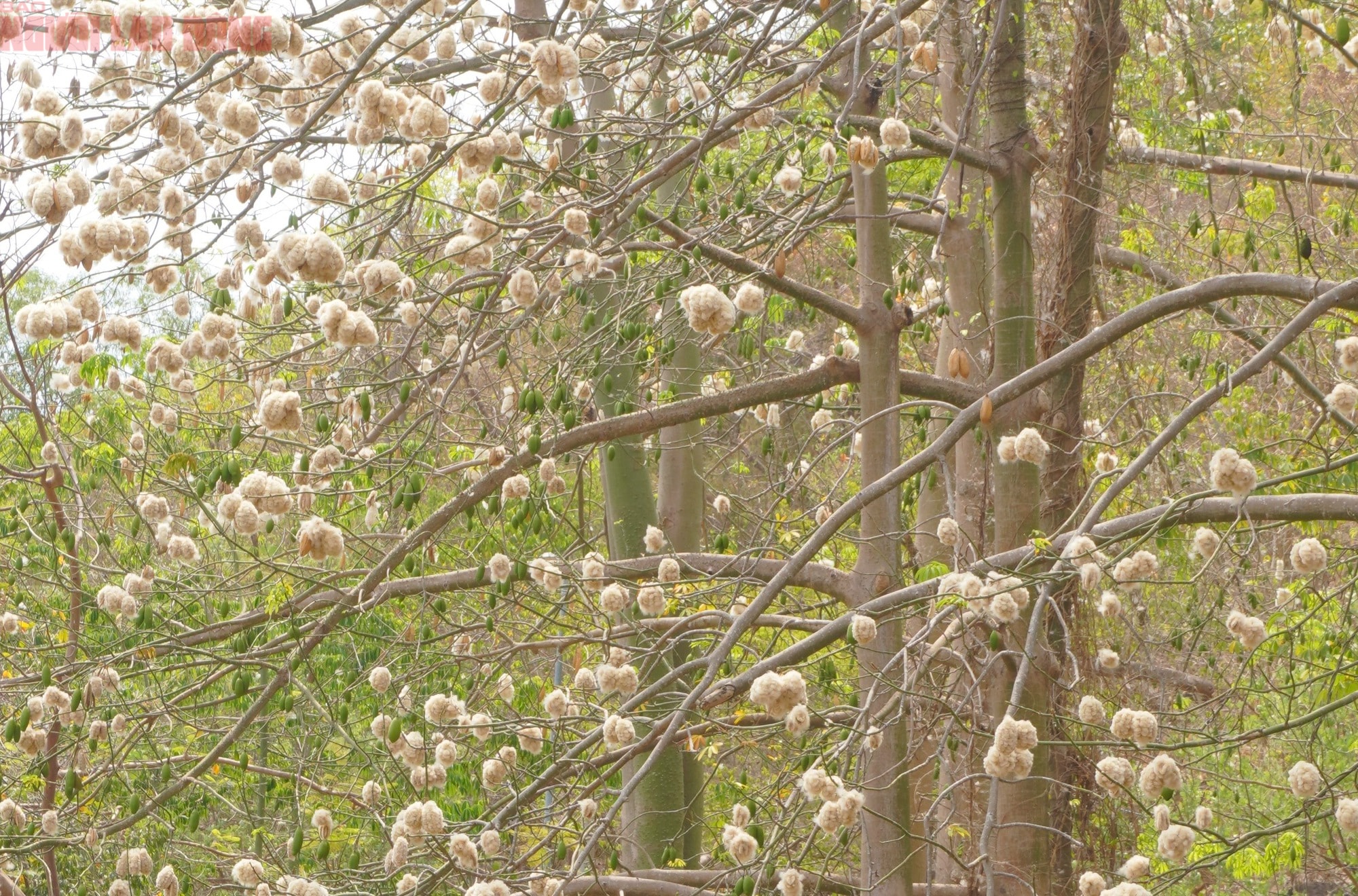 Bông gòn nở rộ "gây sốt", hút khách ở Vũng Tàu - Ảnh 4.