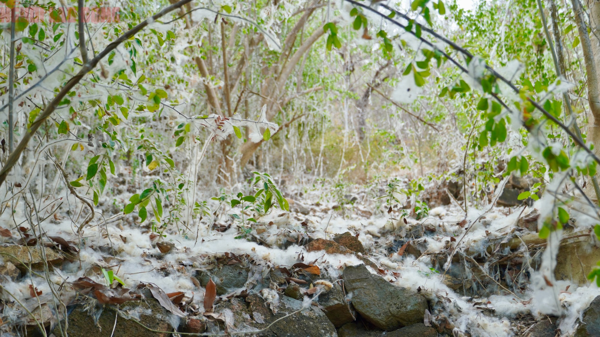 Bông gòn nở rộ "gây sốt", hút khách ở Vũng Tàu - Ảnh 7.