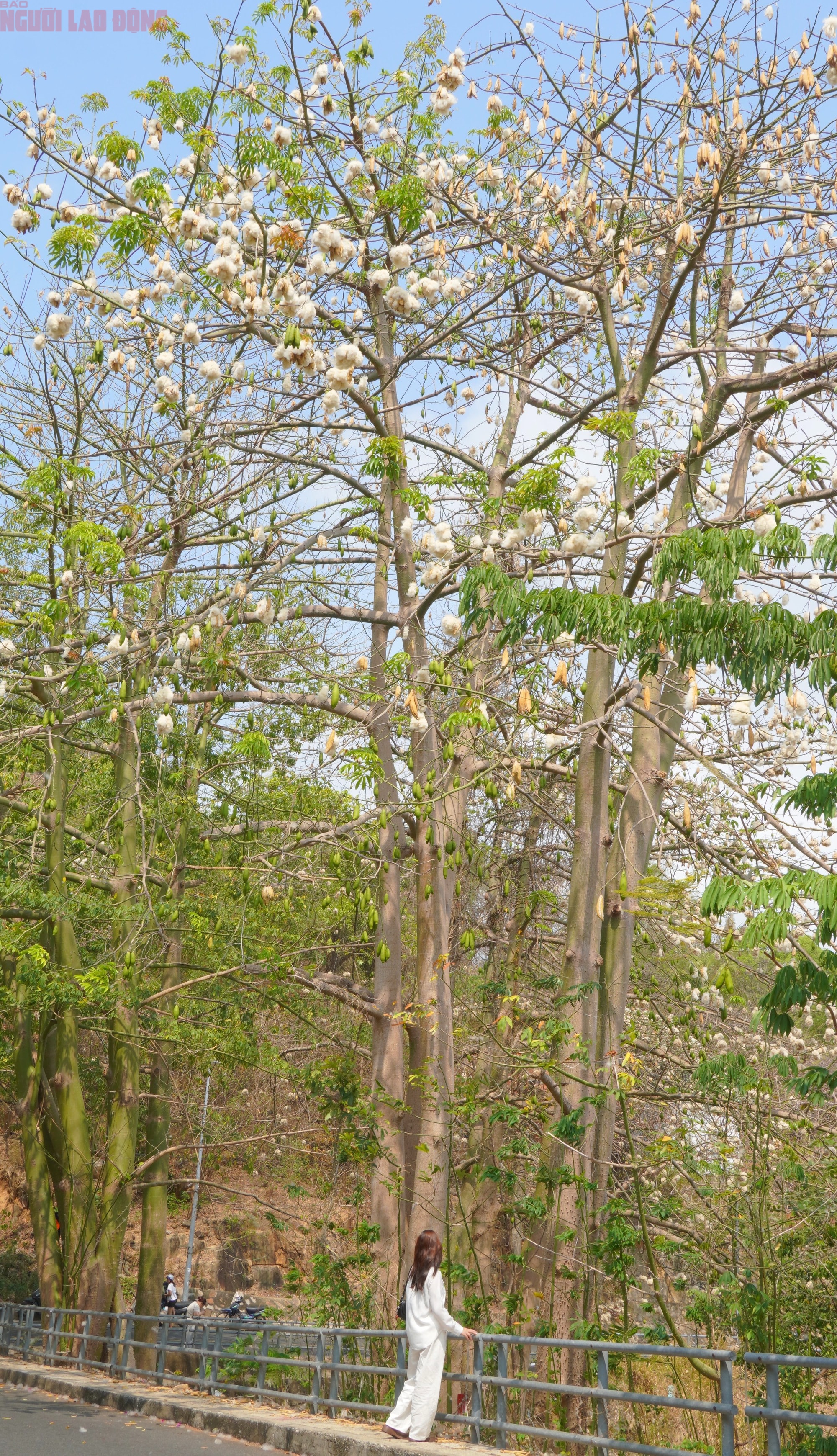 Bông gòn nở rộ "gây sốt", hút khách ở Vũng Tàu - Ảnh 9.