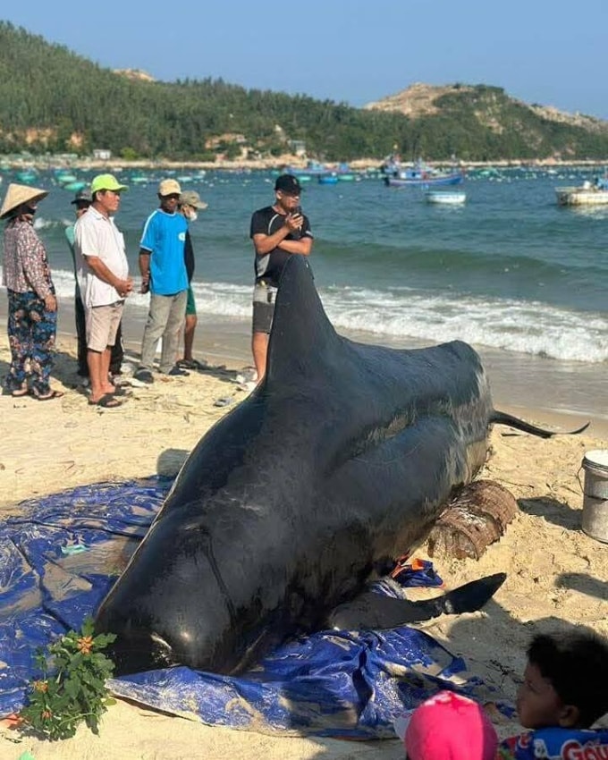 Cá voi trôi dạt vào vùng biển phường Sông Cầu. Ảnh: Minh Khuê