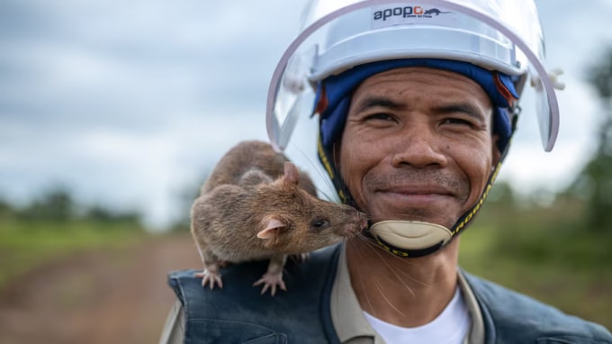 Chuột Magawa và người huấn luyện trong một lần làm nhiệm vụ. Ảnh: Apopo