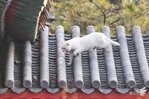 "Kỳ tích kiến trúc cổ đại" Tử Cấm Thành suốt 600 năm chưa bao giờ ngập úng: Có gì "thần bí" bên trong thiết kế - Ảnh 9.