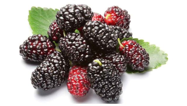 2 loại quả "cực tốt" cho xương người cao tuổi, cái số 1 ở quê rụng đầy gốc - Ảnh 2.