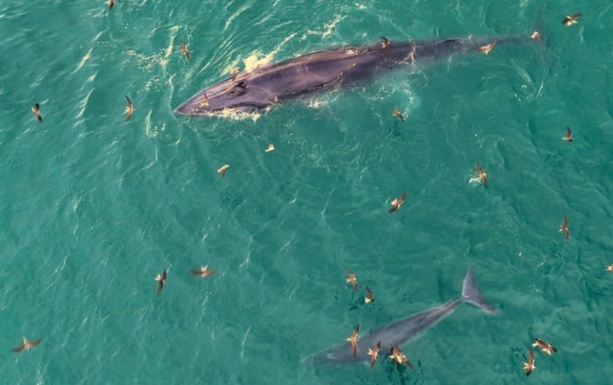 Cặp cá voi mẹ và con săn mồi gần bờ biển Vũng Bồi, Gia Lai hè 2025. Ảnh: Hiếu Nghĩa