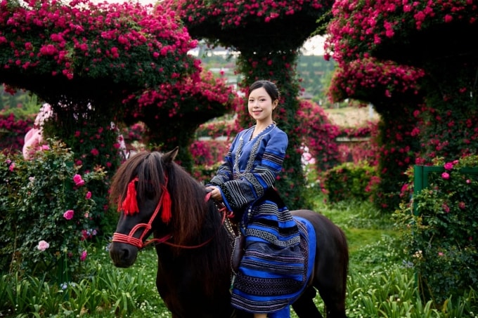 Hàng triệu bông hồng Sa Pa chuẩn bị đón du khách. Ảnh: Sun Group