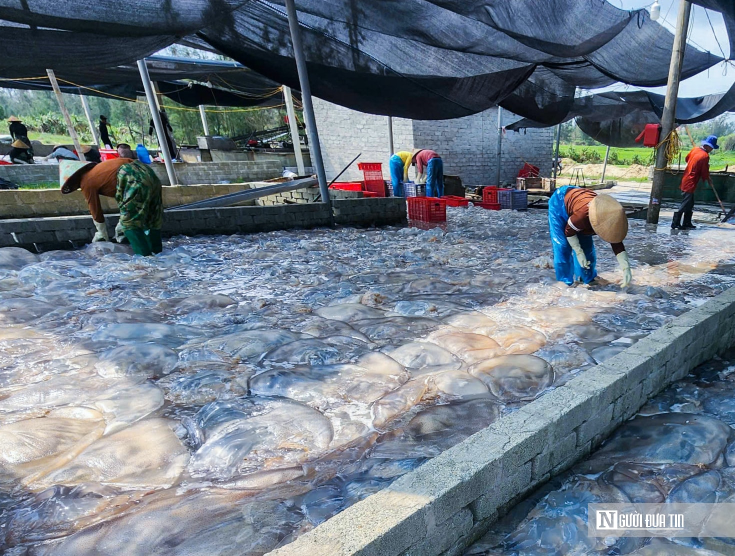 Lột xác cho loài nổi trên mặt biển, hướng ra thị trường quốc tế thành “vàng trắng” của ngư dân- Ảnh 1.