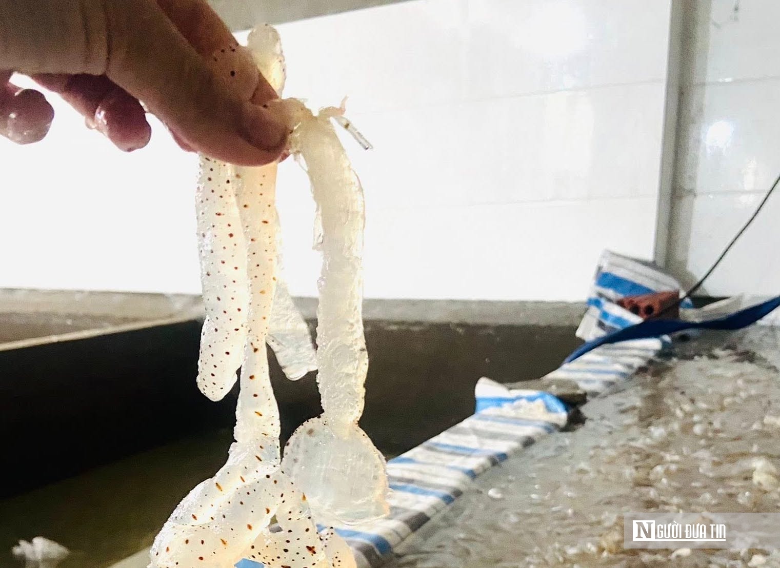 Lột xác cho loài nổi trên mặt biển, hướng ra thị trường quốc tế thành “vàng trắng” của ngư dân- Ảnh 2.