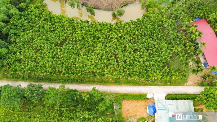 Trồng dược liệu trên thân cau, lão nông Thanh Hóa mở hướng làm kinh tế mới - Ảnh 1.