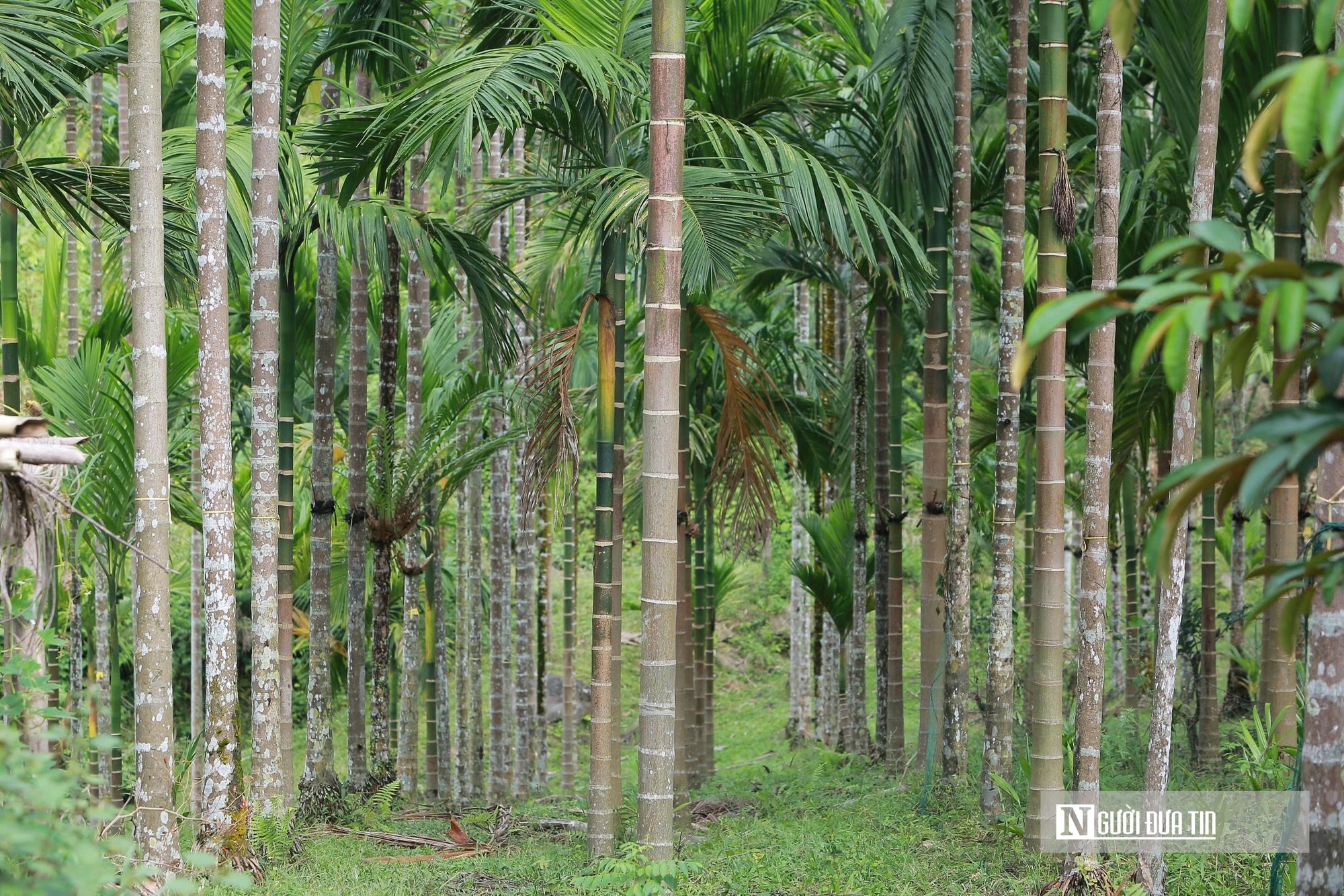 Trồng dược liệu trên thân cau, lão nông Thanh Hóa mở hướng làm kinh tế mới - Ảnh 2.