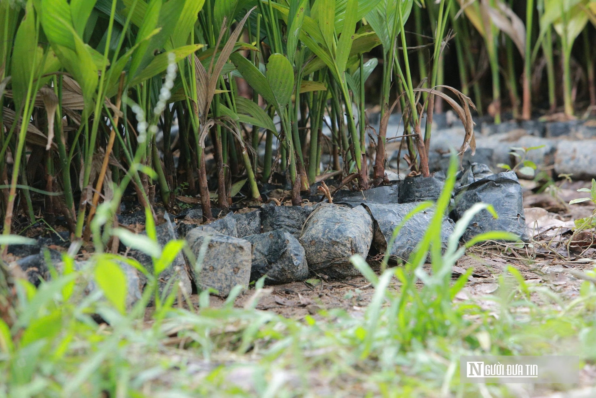 Trồng dược liệu trên thân cau, lão nông Thanh Hóa mở hướng làm kinh tế mới - Ảnh 3.