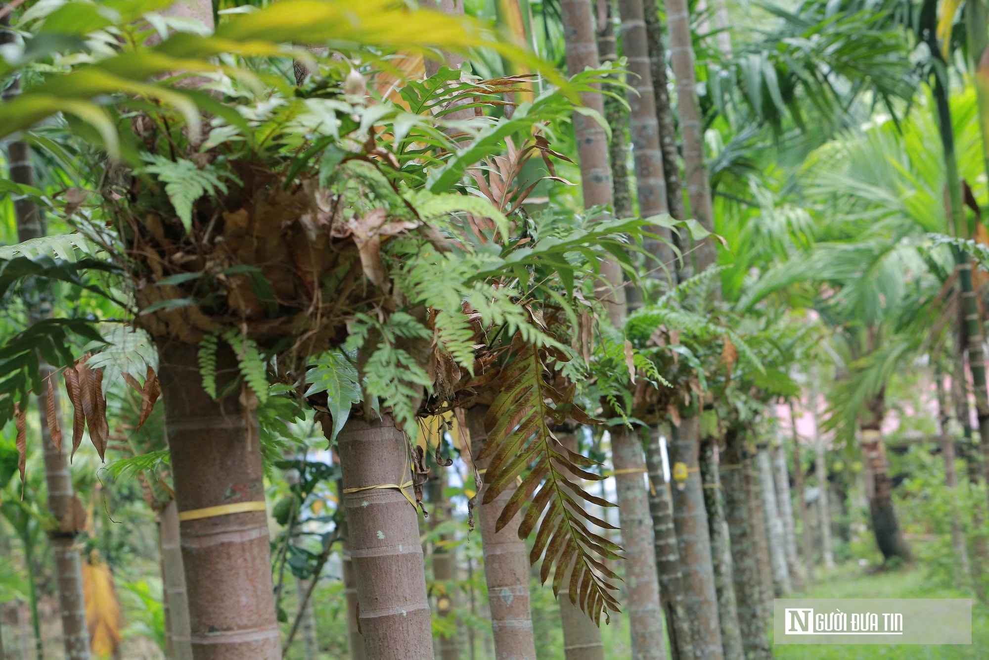 Trồng dược liệu trên thân cau, lão nông Thanh Hóa mở hướng làm kinh tế mới - Ảnh 4.