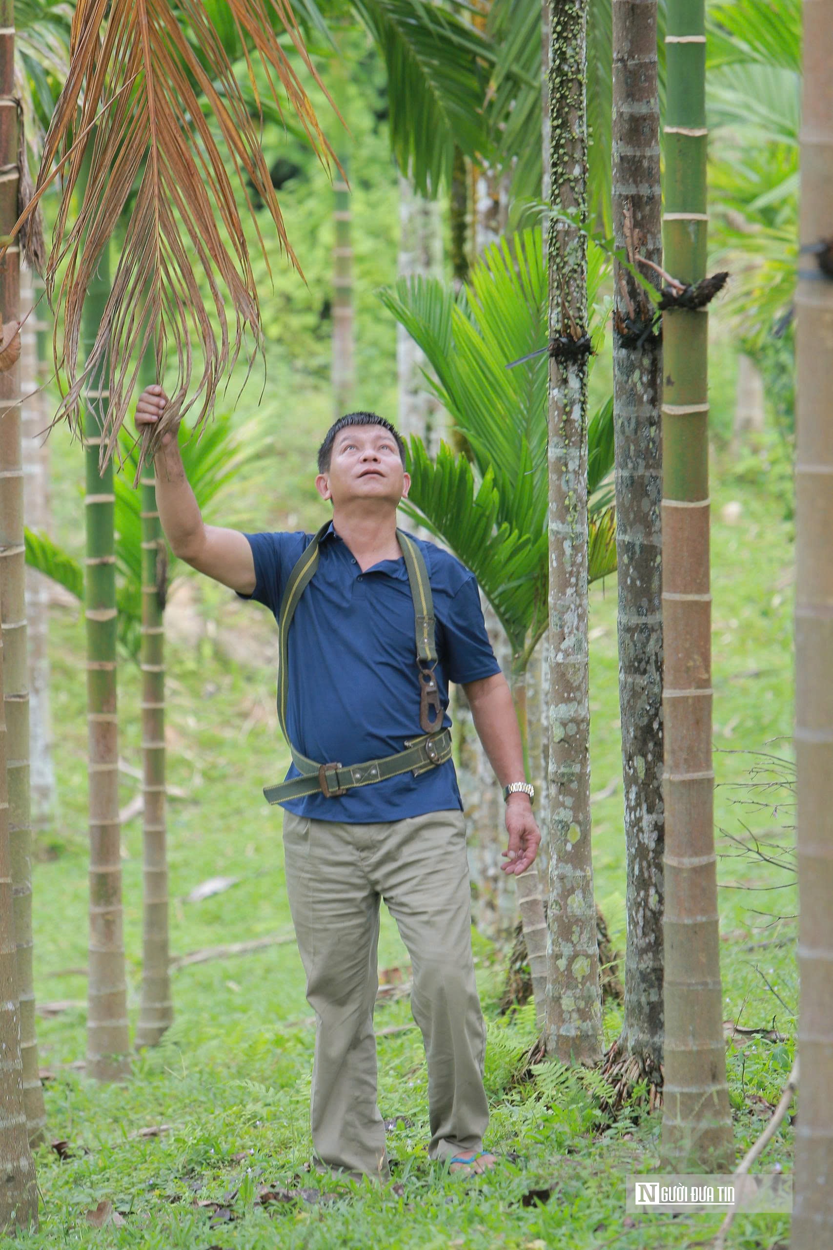 Trồng dược liệu trên thân cau, lão nông Thanh Hóa mở hướng làm kinh tế mới - Ảnh 5.