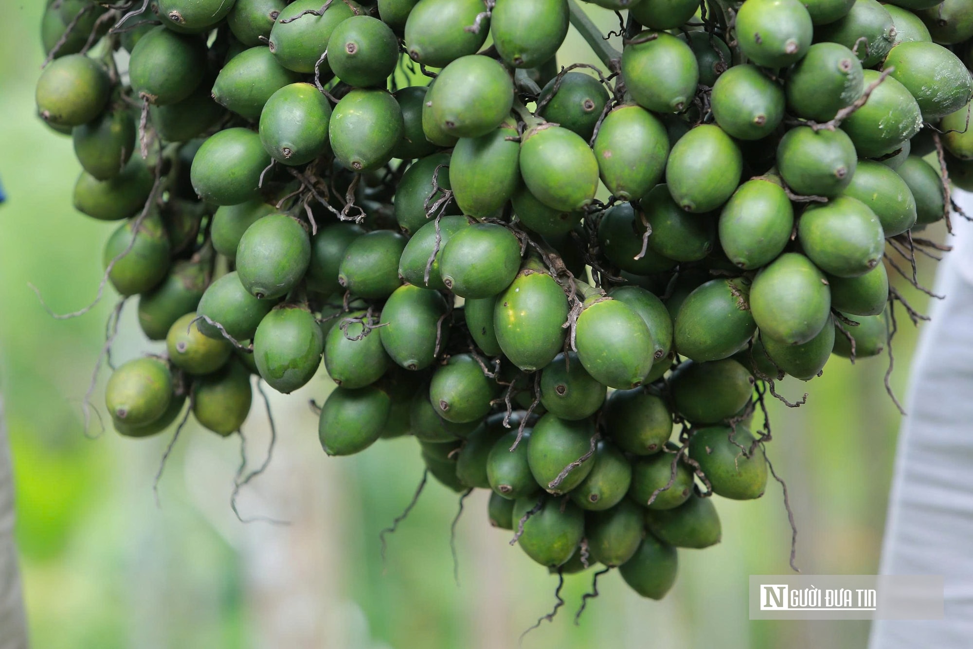 Trồng dược liệu trên thân cau, lão nông Thanh Hóa mở hướng làm kinh tế mới - Ảnh 7.