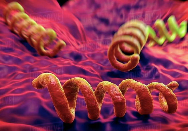 Xoắn khuẩn gây bệnh giang mai. Ảnh:dissolve
