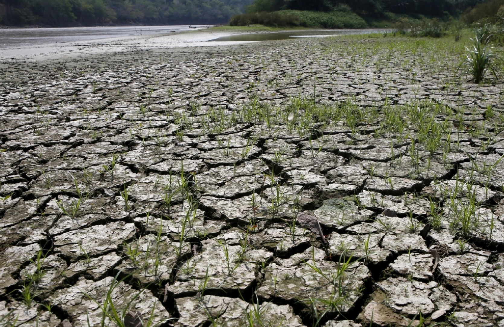 Khu vực Đông Nam Á (bao gồm Việt Nam), Australia và Amazon sẽ đối mặt với tình trạng khô hạn cực đoan, đe dọa nghiêm trọng đến an ninh lương thực và nguồn nước. (Ảnh: Reuters)