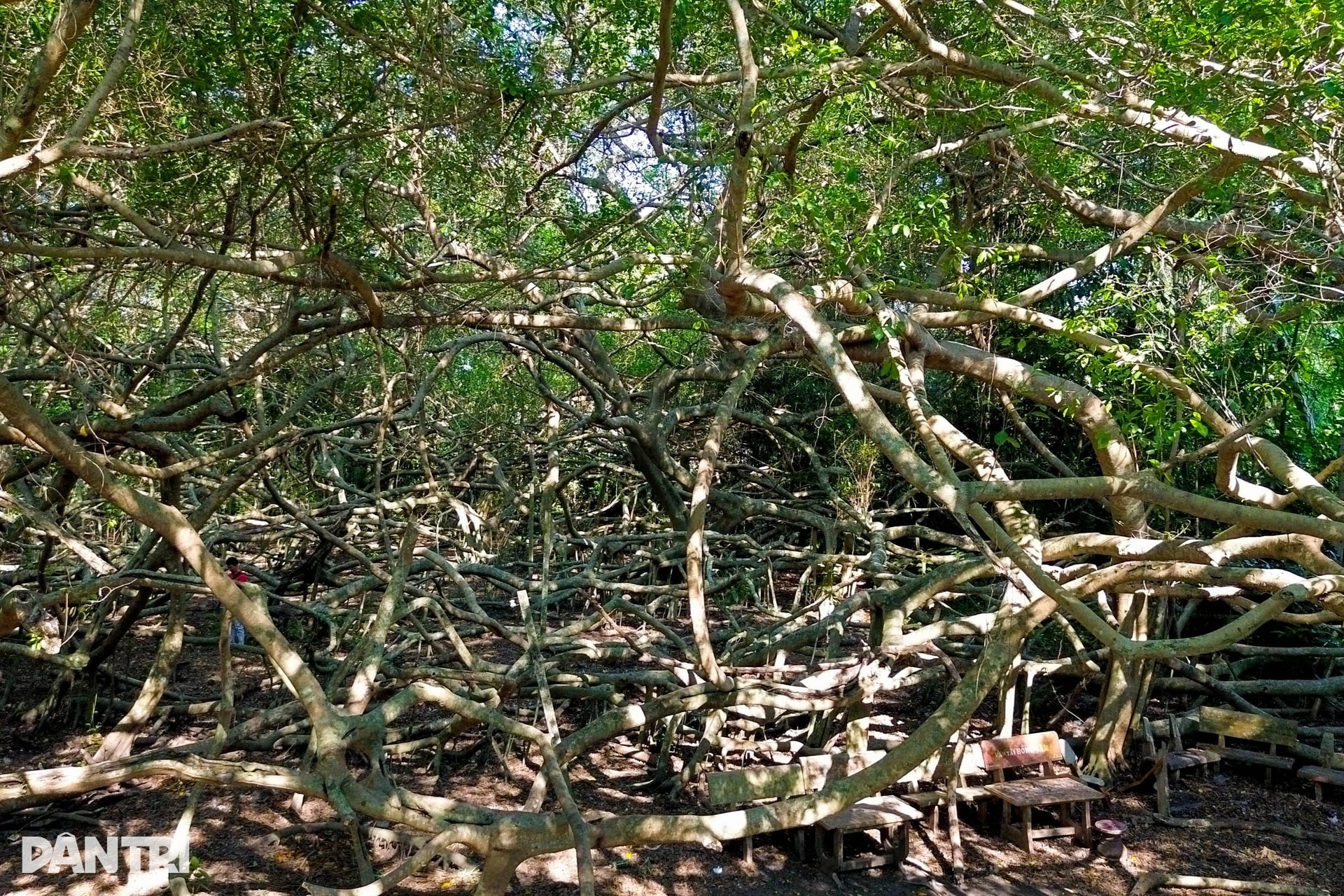 Nét đẹp ma mị của Giàn Gừa trăm tuổi từng là nơi “che bộ đội” ở Tây Đô - 2