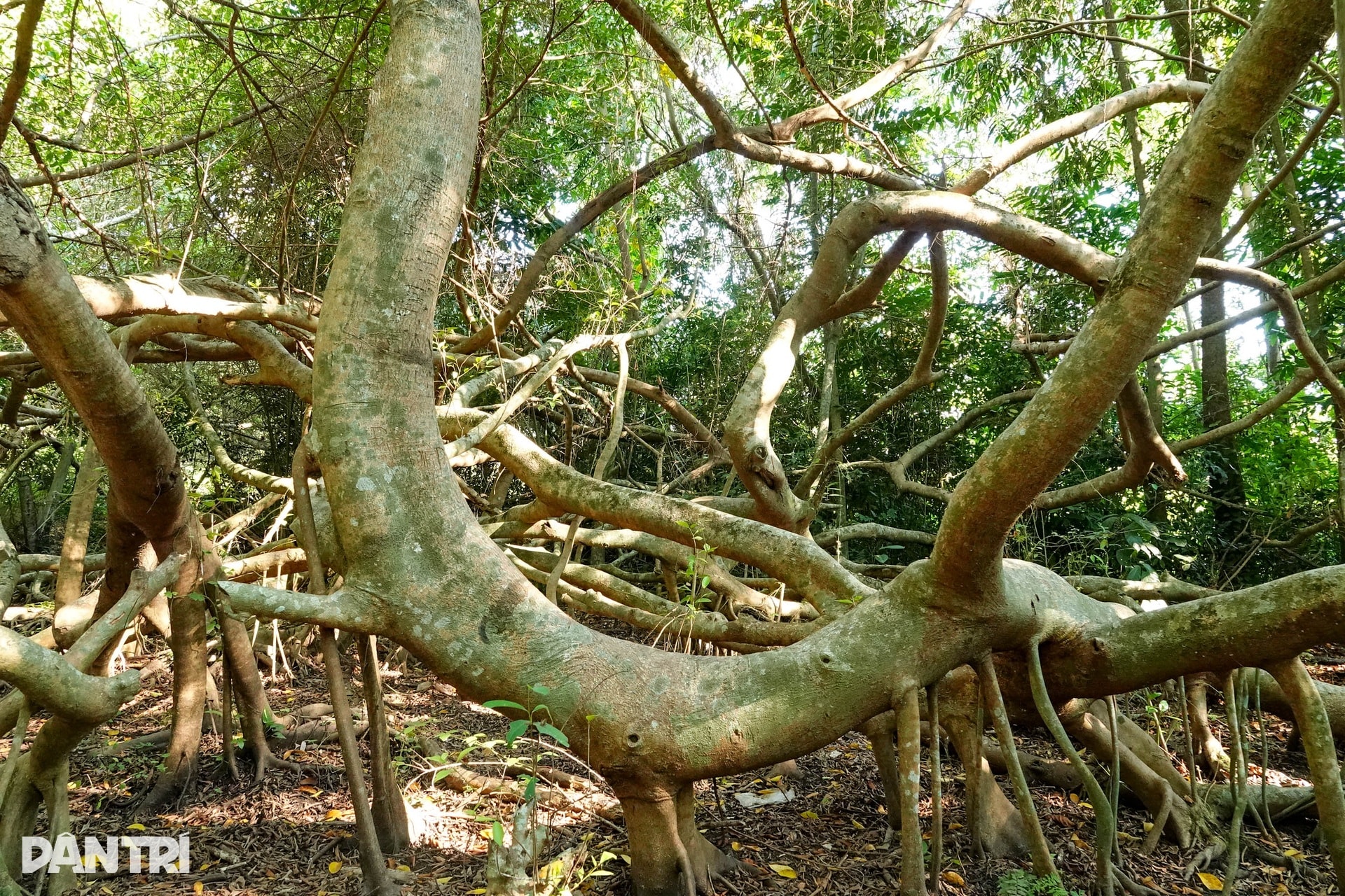 Nét đẹp ma mị của Giàn Gừa trăm tuổi từng là nơi “che bộ đội” ở Tây Đô - 4