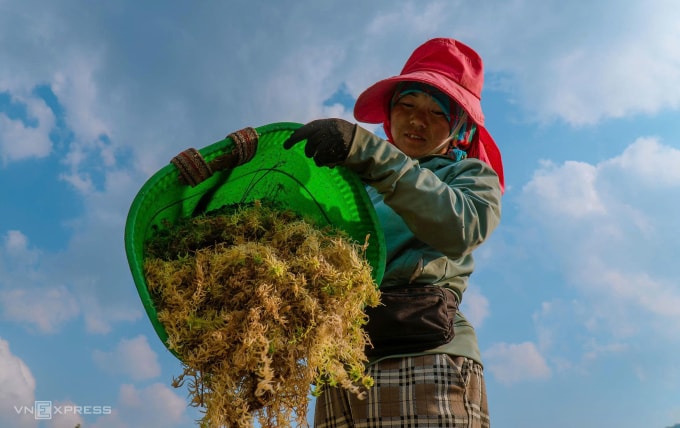 Trồng rêu đất tạo công ăn việc làm cho người dân vùng cao. Ảnh: Anh Kiều
