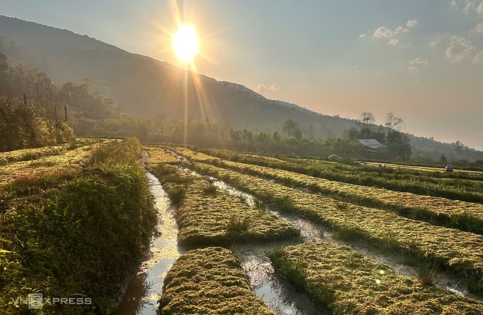 Thửa ruộng trồng rêu đất tại xã Y Tý. Ảnh: Anh Kiều