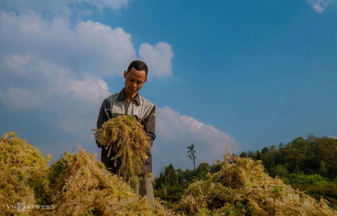 Anh Nguyễn Văn Hùng trồng rêu đất ở Y Tý. Ảnh: Anh Kiều