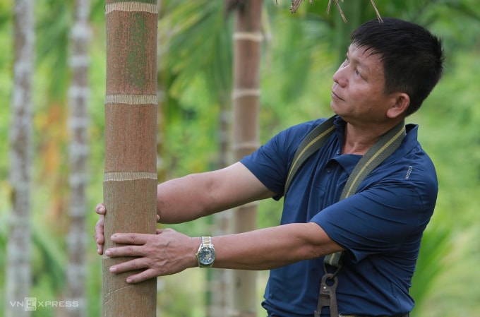 Ông Dũng tính tuổi thân cau trưởng thành để chuẩn bị ghép giá thể cốt toái bổ. Ảnh: Lê Hoàng