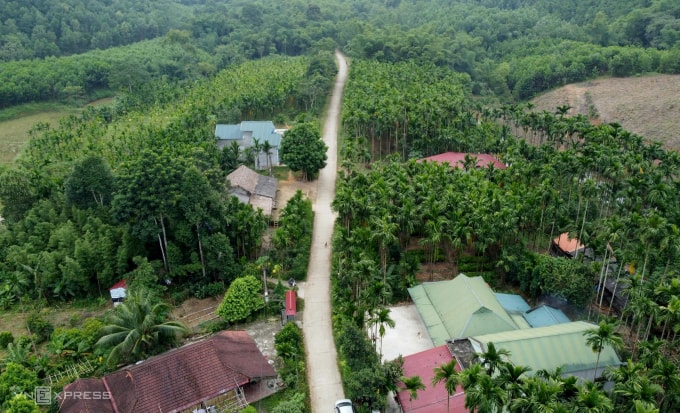 Vườn cau rộng hơn 5 ha của gia đình ông Dũng. Ảnh: Lê Hoàng